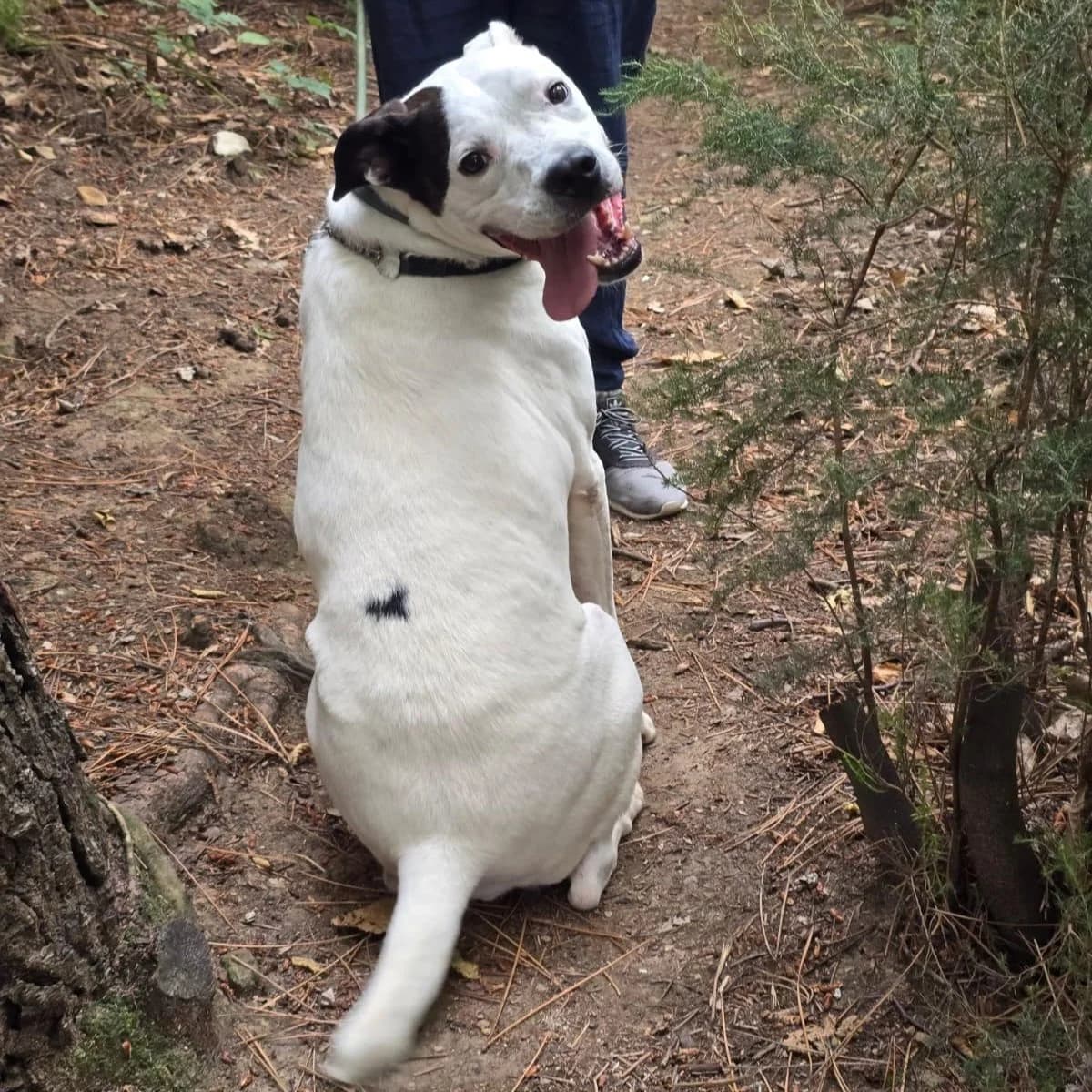 SPIKE, male mixed breed for adoption at Associazione UNA — Genova, Genova — photo 3 of 3