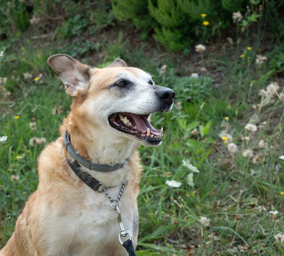 ZORRO, male senior mixed breed for adoption at Associazione UNA — Genova, Genova