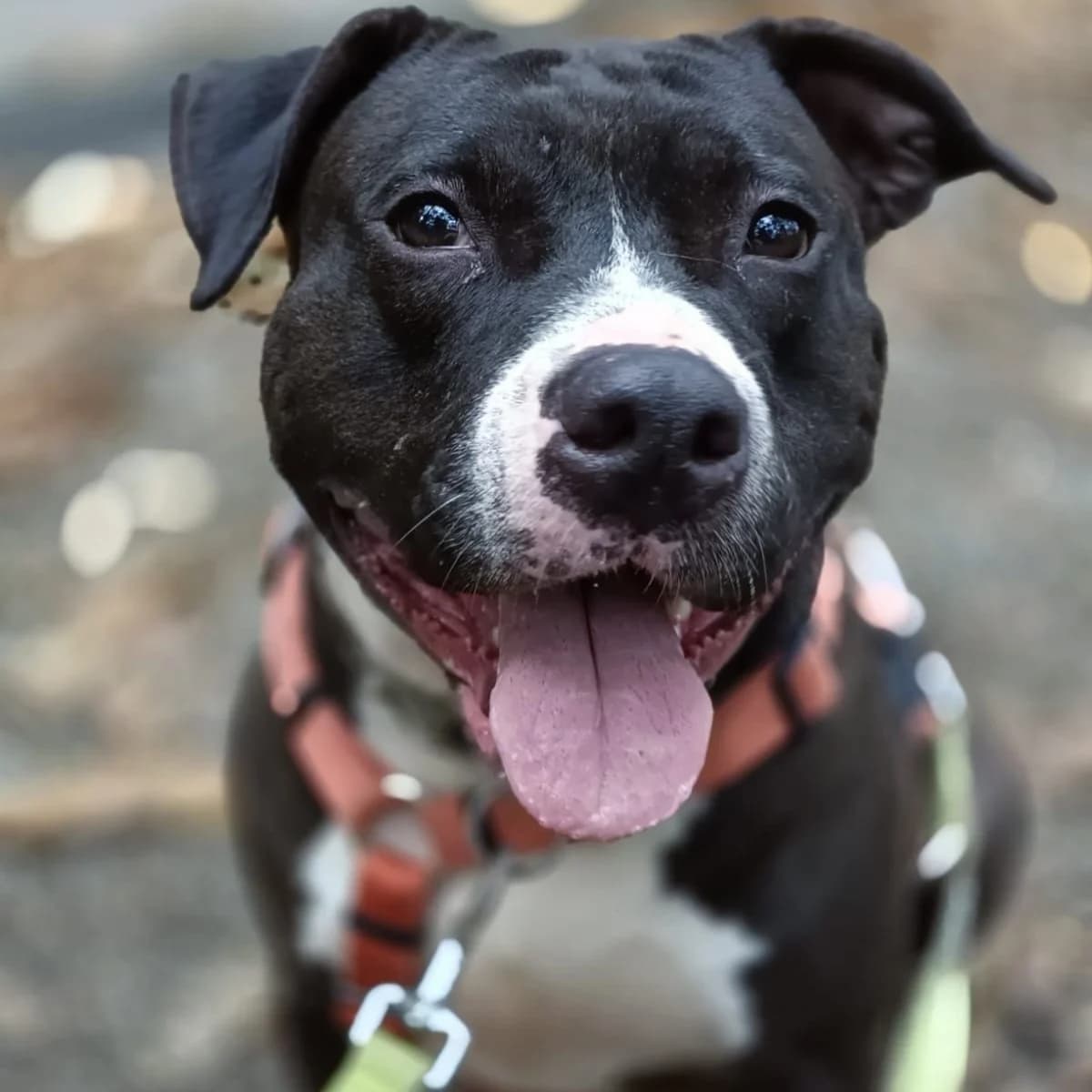 MIA PIT, female 5yo Pit Bull Terrier for adoption at Associazione UNA — Genova, Genova