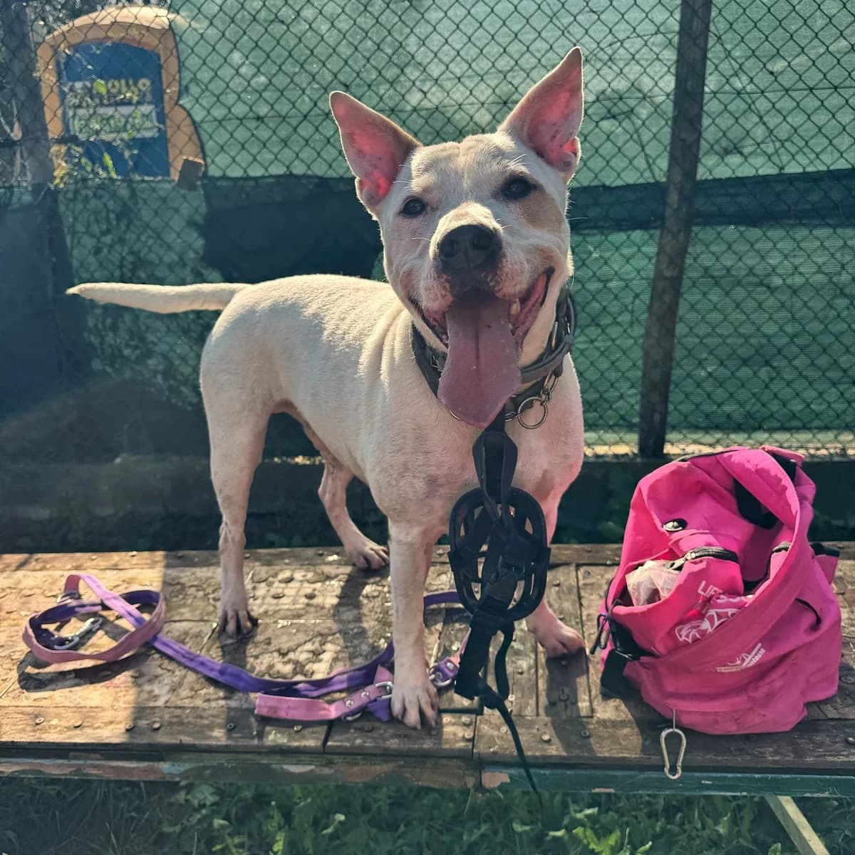 REY BIANCO, male 7yo mixed breed for adoption at Associazione UNA — Genova, Genova