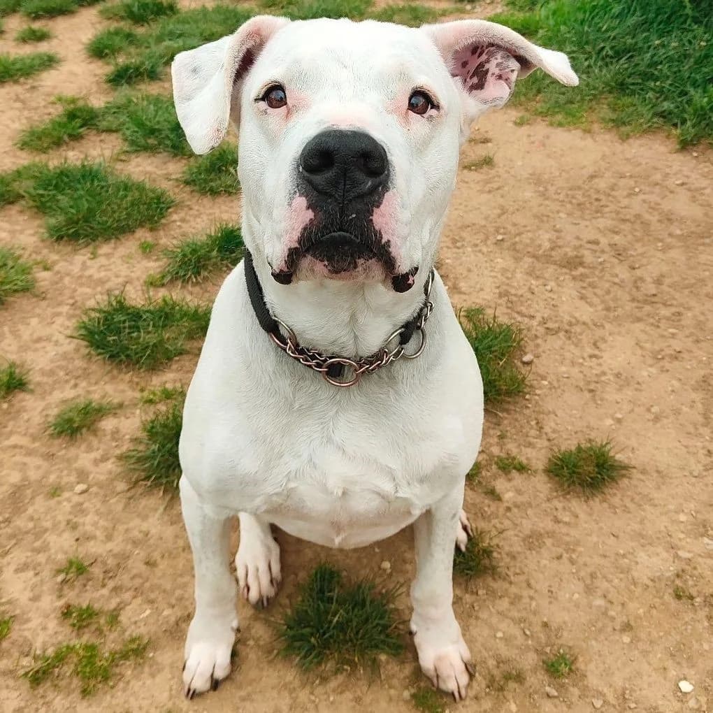 ROCKY, male senior Dogo Argentino for adoption at Associazione UNA — Genova, Genova