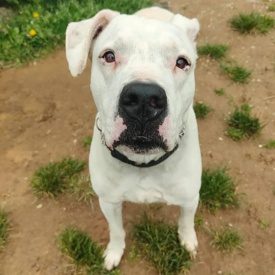 ROCKY, male Dogo Argentino for adoption at Associazione UNA — Genova, Genova — photo 2 of 2