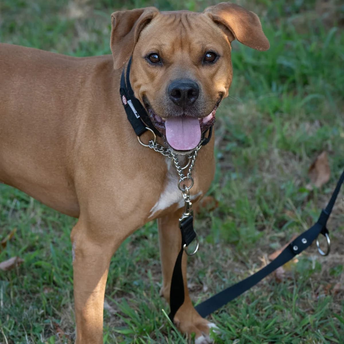 SNOOPY, male senior mixed breed for adoption at Associazione UNA — Genova, Genova