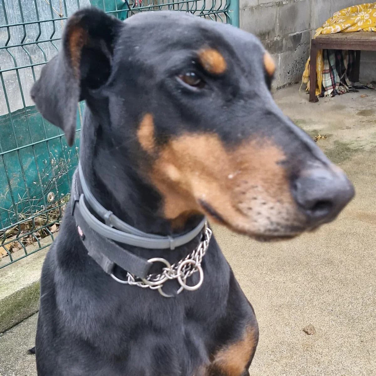 KARL, male 6yo Doberman for adoption at Associazione UNA — Genova, Genova