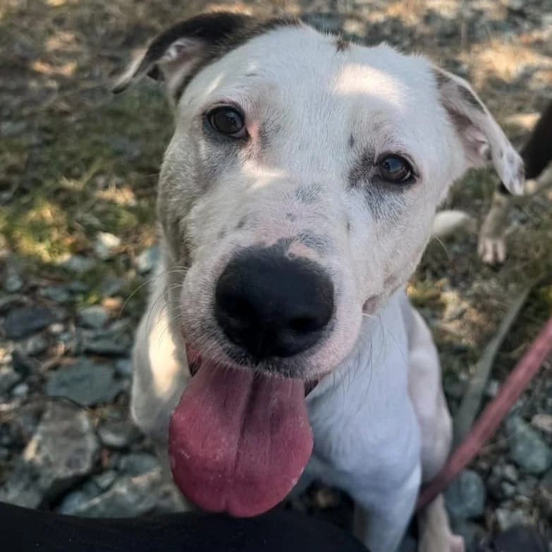 BIRILLO, male 4yo mixed breed for adoption at Associazione UNA — Genova, Genova