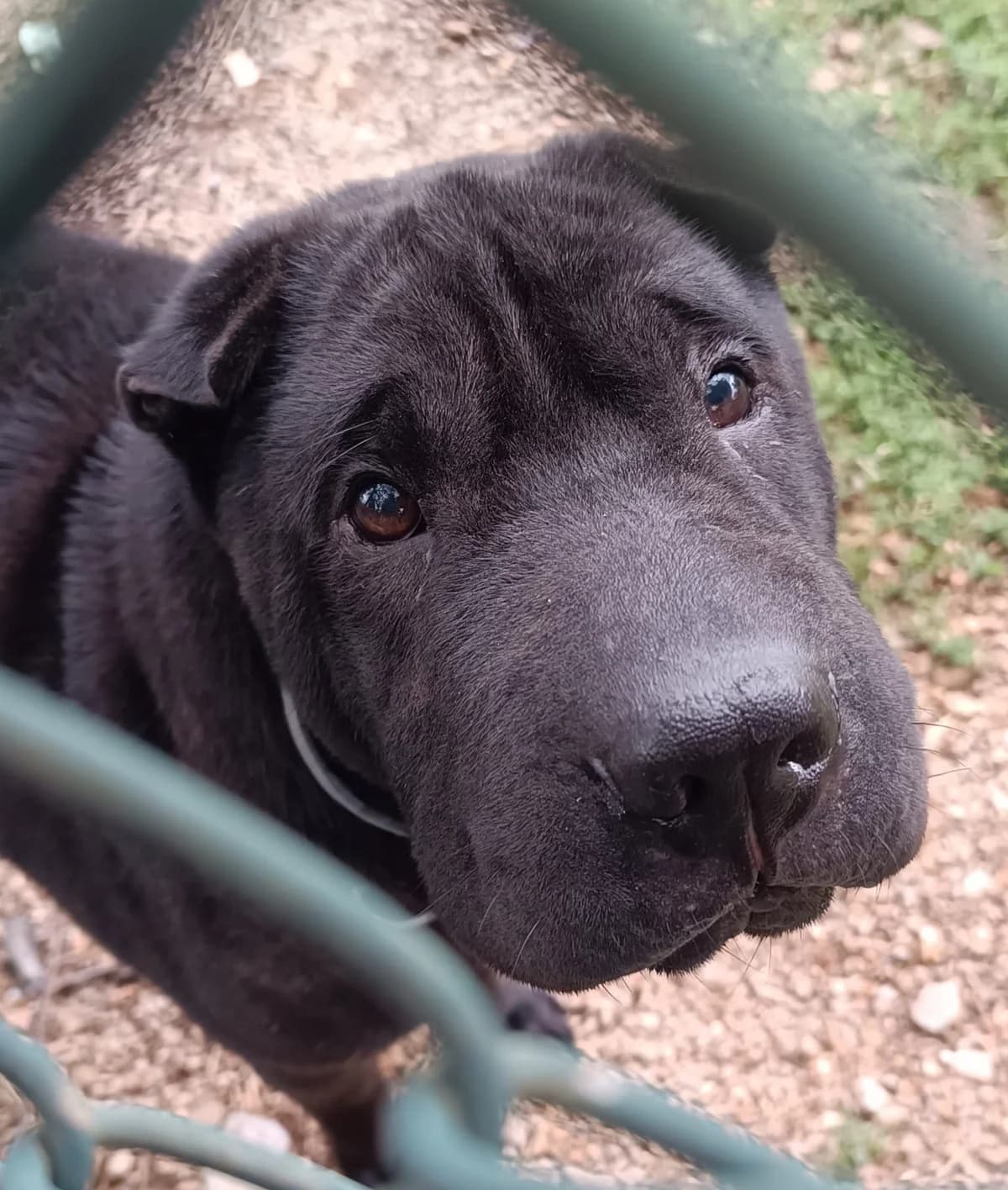 DIVA, female 7yo Shar Pei for adoption at Associazione UNA — Genova, Genova