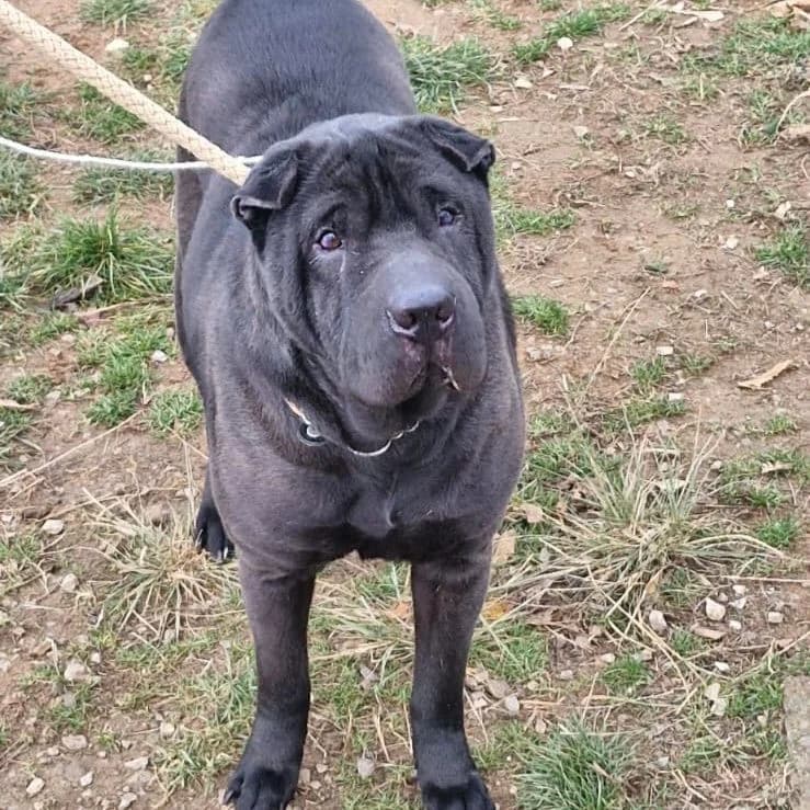 DIVA, female Shar Pei for adoption at Associazione UNA — Genova, Genova — photo 2 of 2