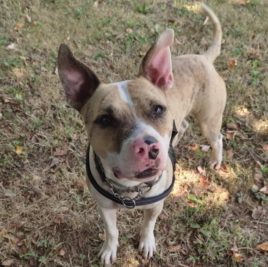 THOR TIGRATO, male 3yo mixed breed for adoption at Associazione UNA — Genova, Genova