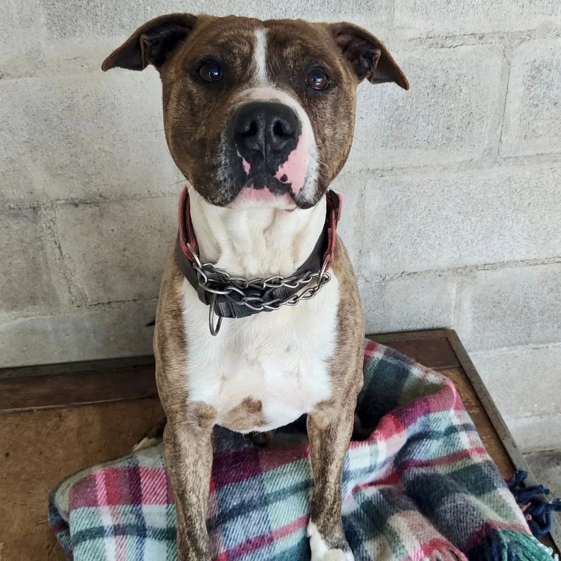 TACO, male 6yo Pit Bull Terrier for adoption at Associazione UNA — Genova, Genova