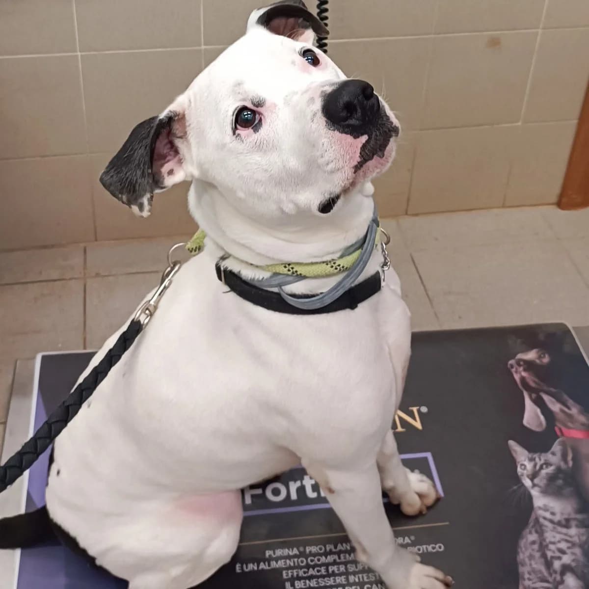 LEON, male 5yo mixed breed for adoption at Associazione UNA — Genova, Genova