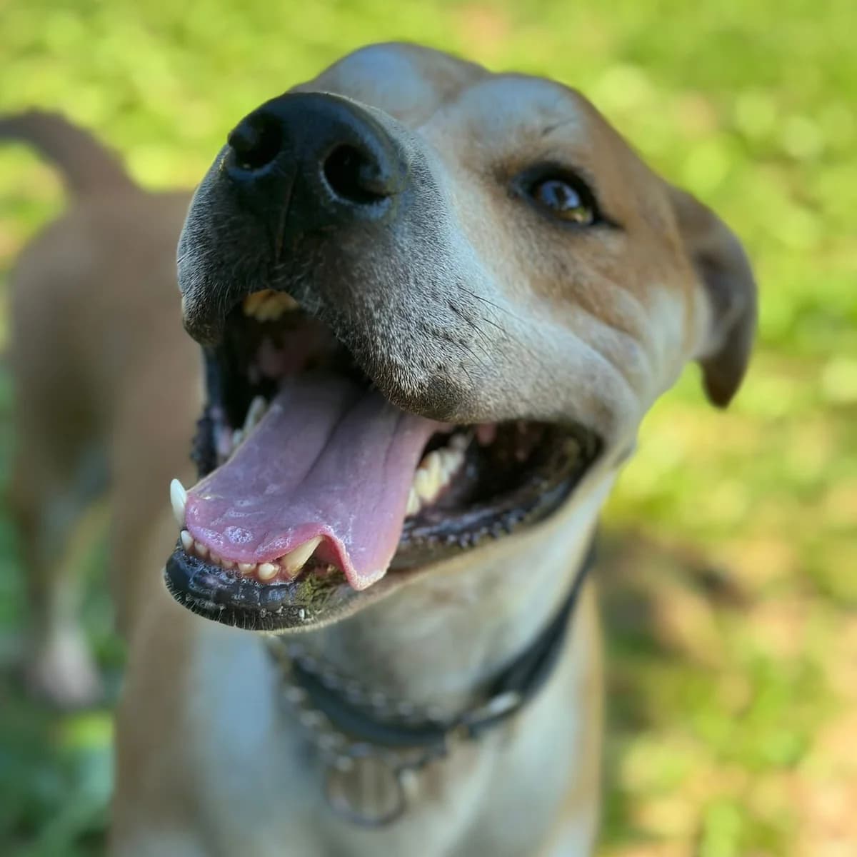 TUPAC, male 4yo mixed breed for adoption at Associazione UNA — Genova, Genova