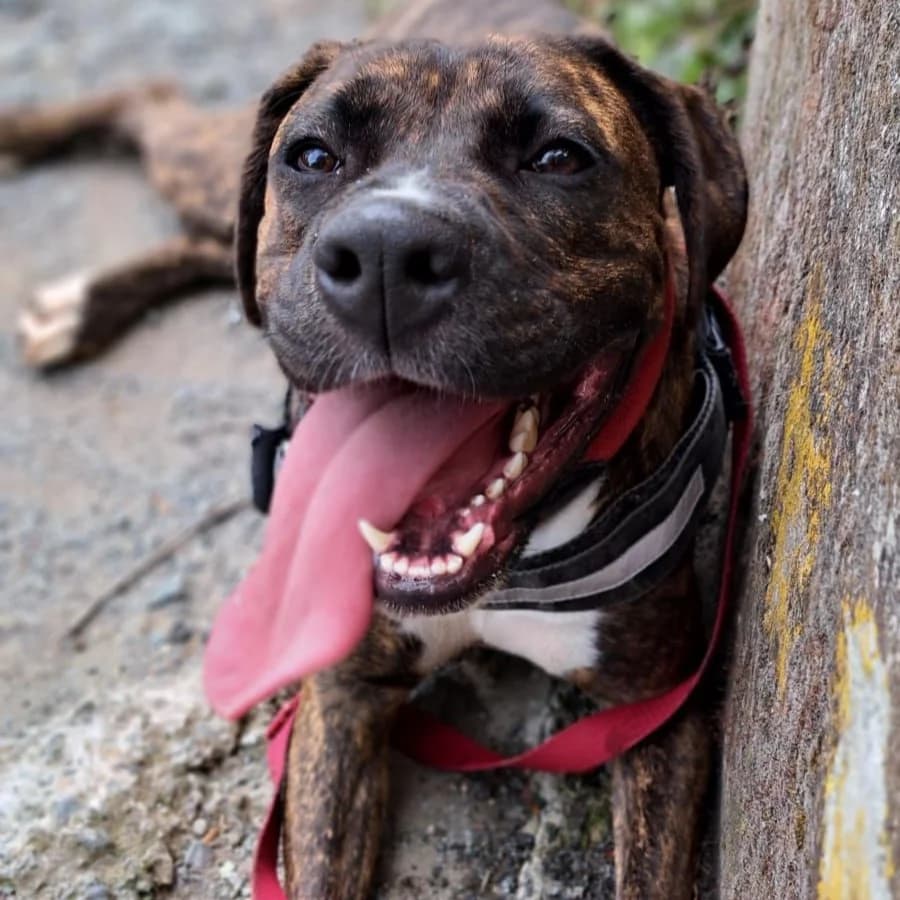 QUEEN TIGRATA, female 3yo mixed breed for adoption at Associazione UNA — Genova, Genova