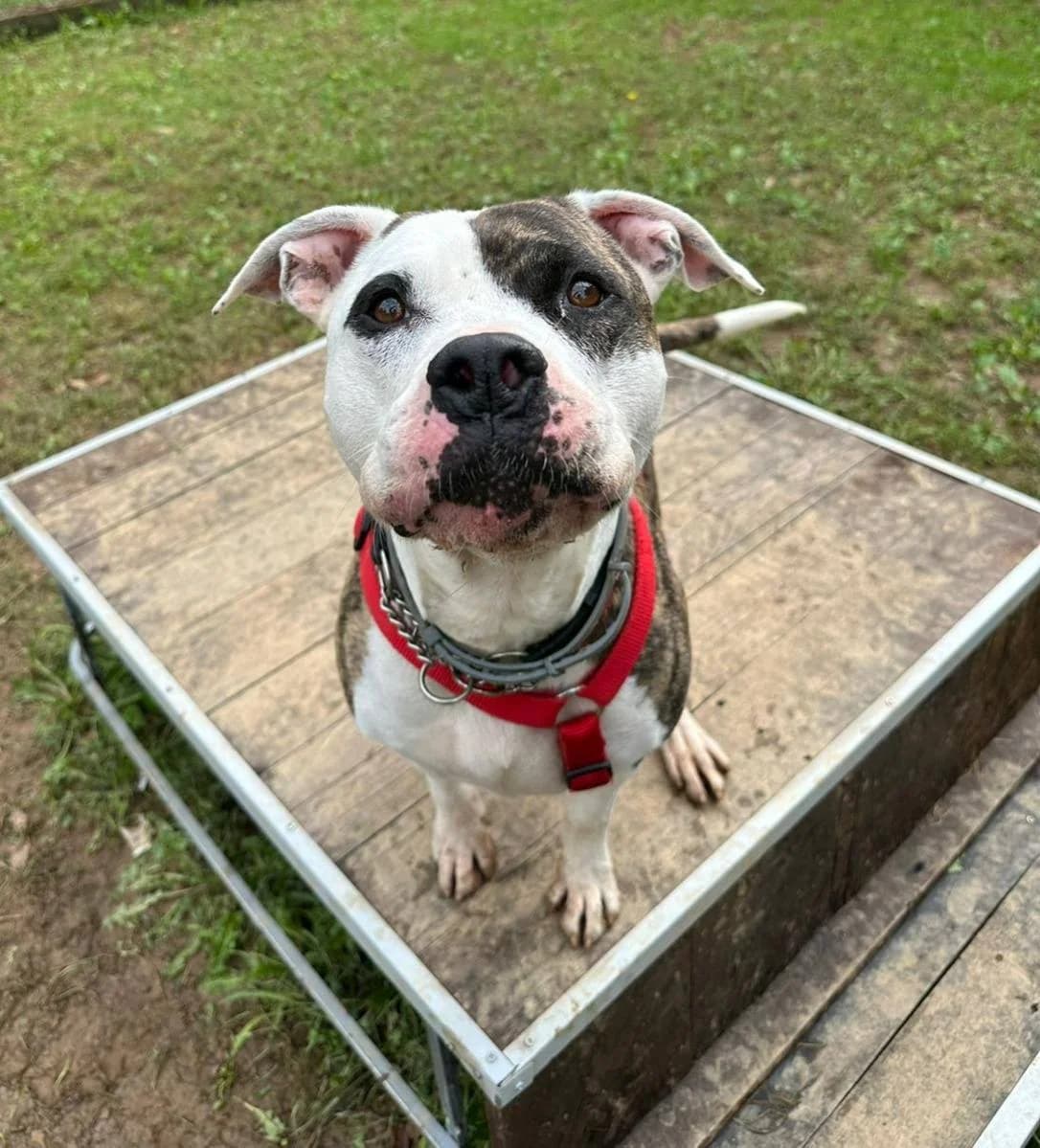THOR BIANCO, male 7yo Pit Bull Terrier for adoption at Associazione UNA — Genova, Genova