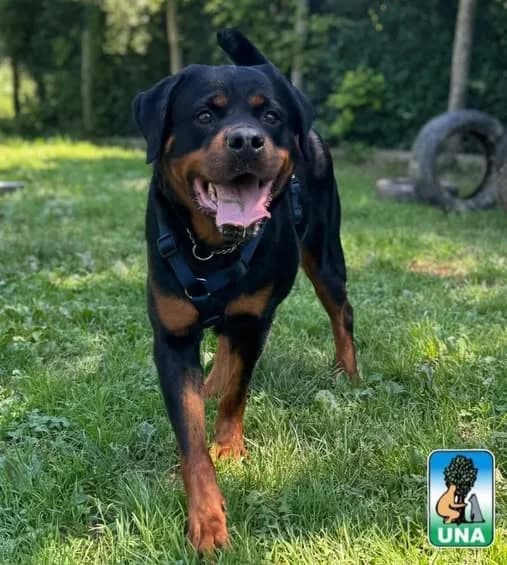 VICTORIA, female 5yo Rottweiler for adoption at Associazione UNA — Genova, Genova