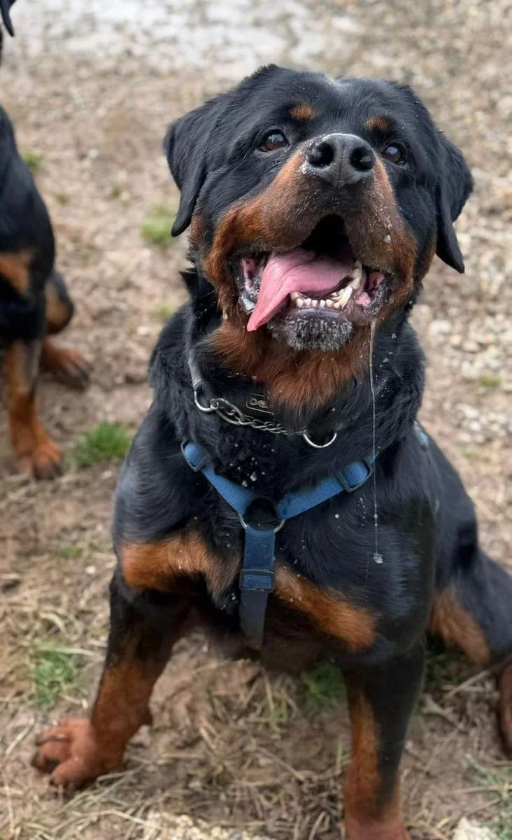 DAVID, male 5yo Rottweiler for adoption at Associazione UNA — Genova, Genova