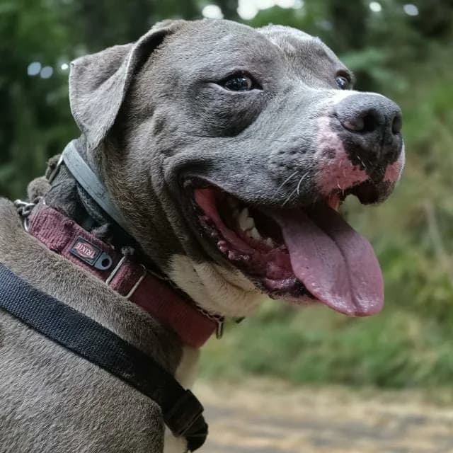 EROS, male 5yo Pit Bull Terrier for adoption at Associazione UNA — Genova, Genova