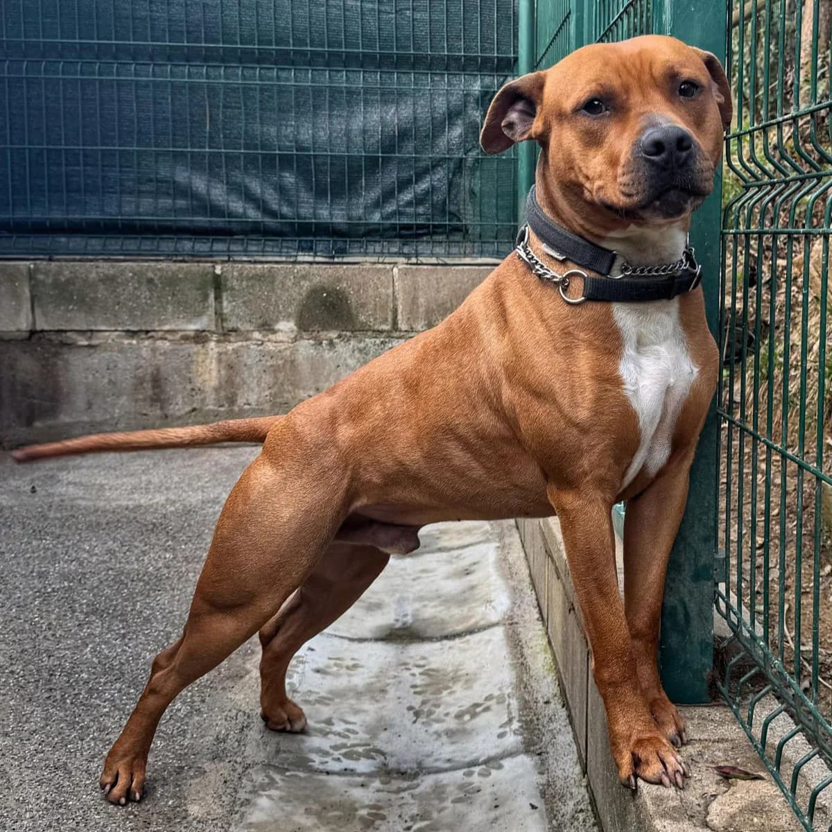 ALEX, male 4yo Pit Bull Terrier for adoption at Associazione UNA — Genova, Genova