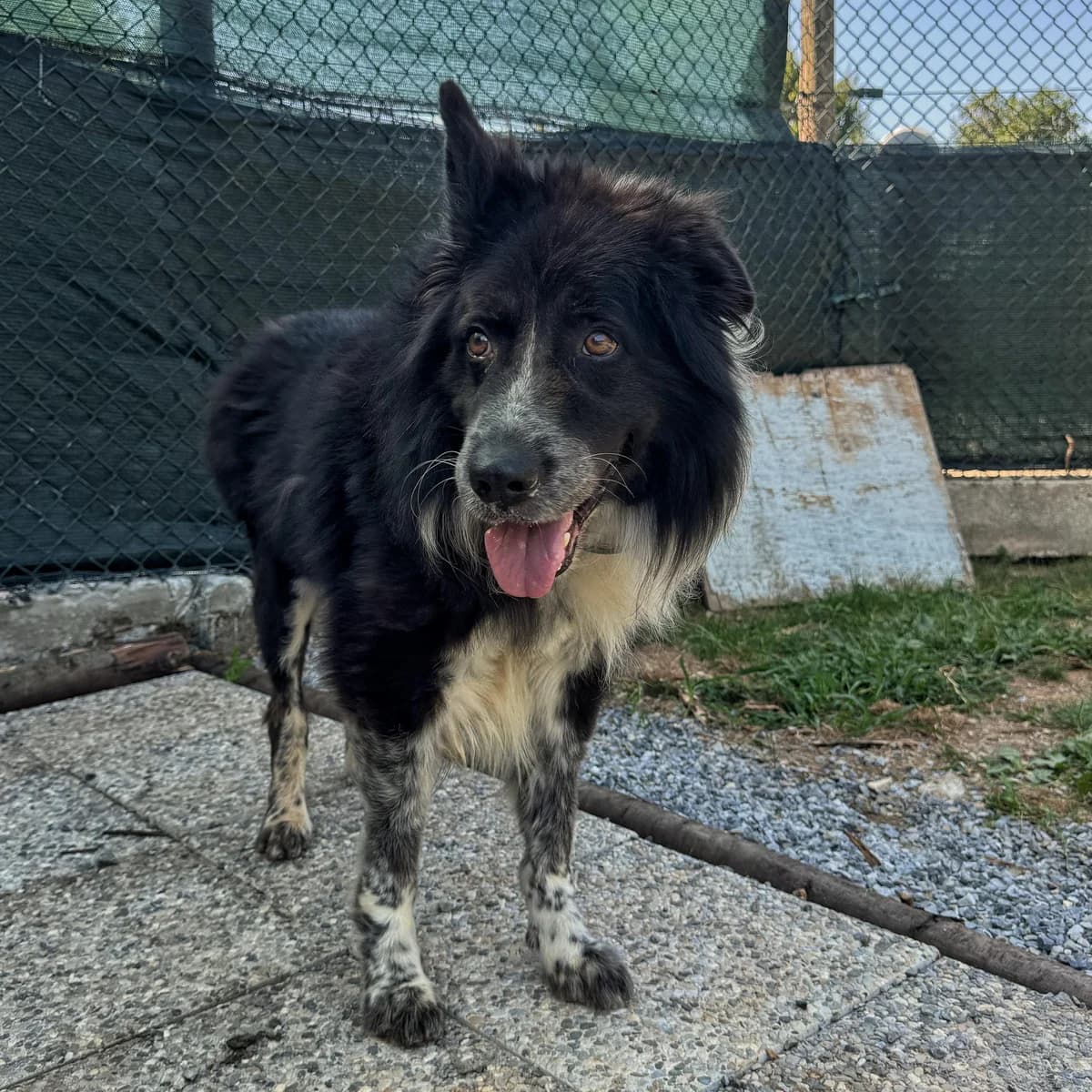 FULMINE, male senior mixed breed for adoption at Associazione UNA — Genova, Genova