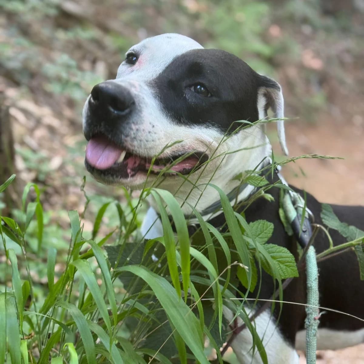 BRENDA, female 4yo mixed breed for adoption at Associazione UNA — Genova, Genova