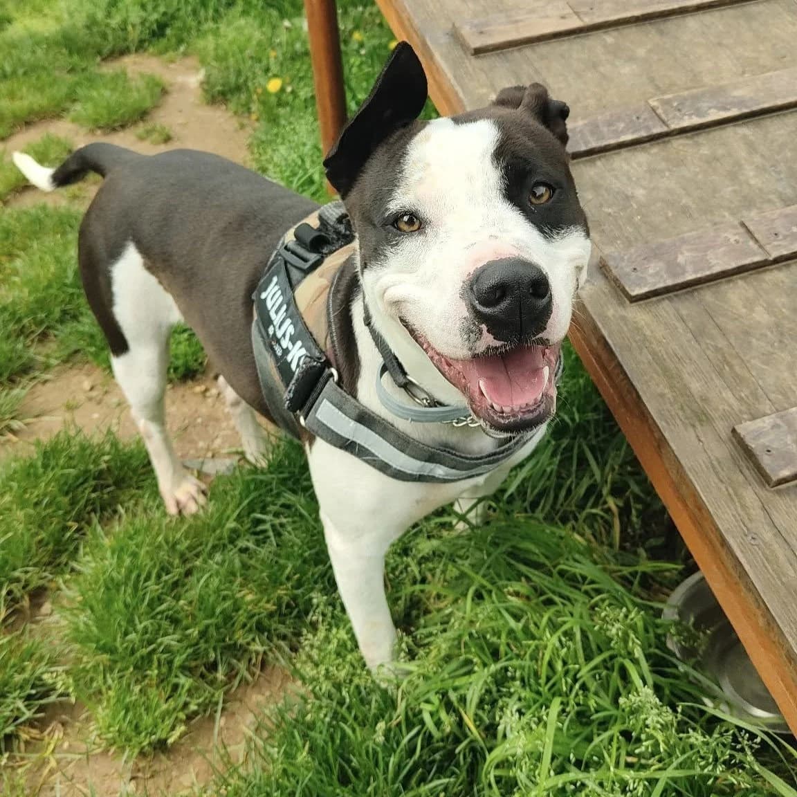 CELESTE, female 4yo mixed breed for adoption at Associazione UNA — Genova, Genova