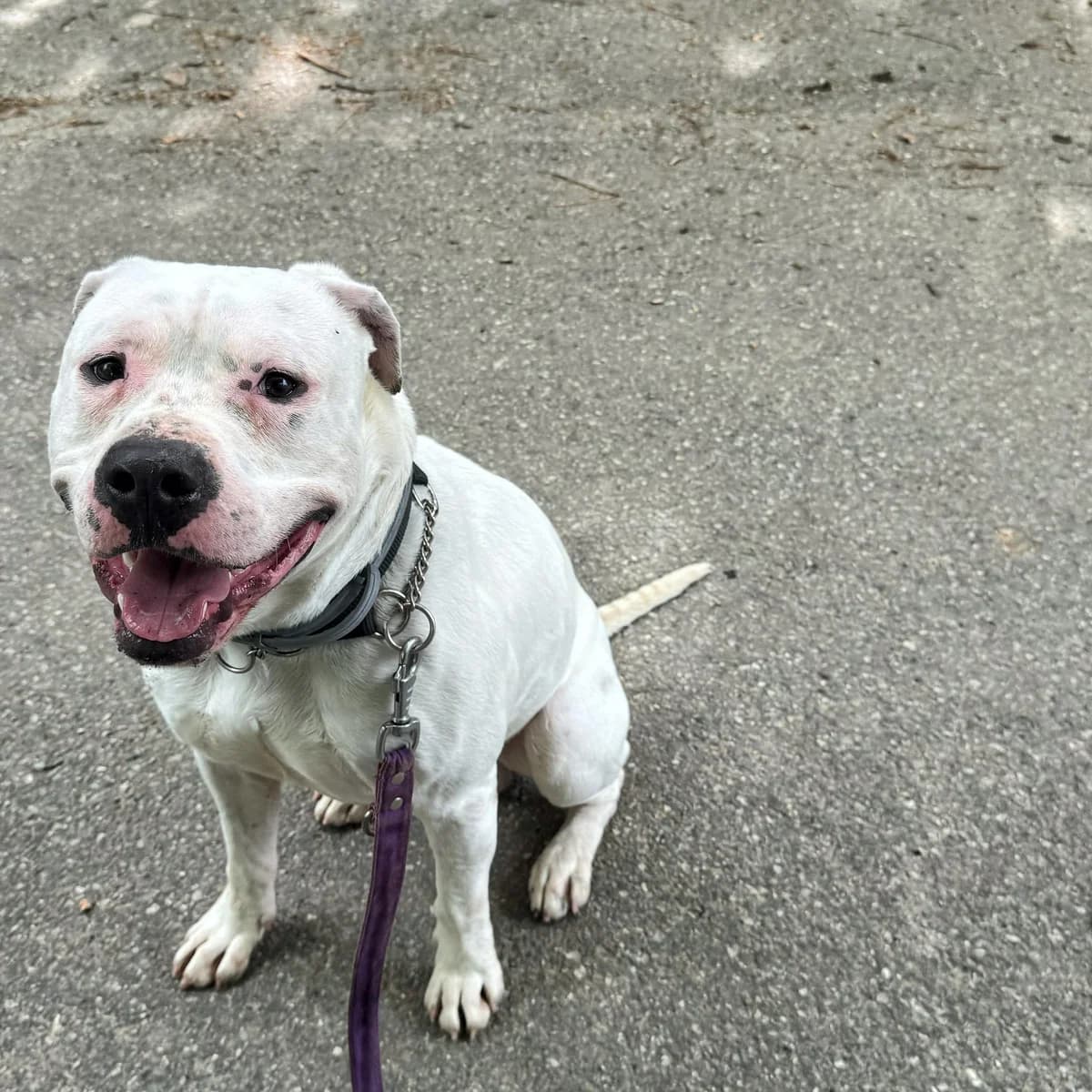 TERRY, male 3yo mixed breed for adoption at Associazione UNA — Genova, Genova