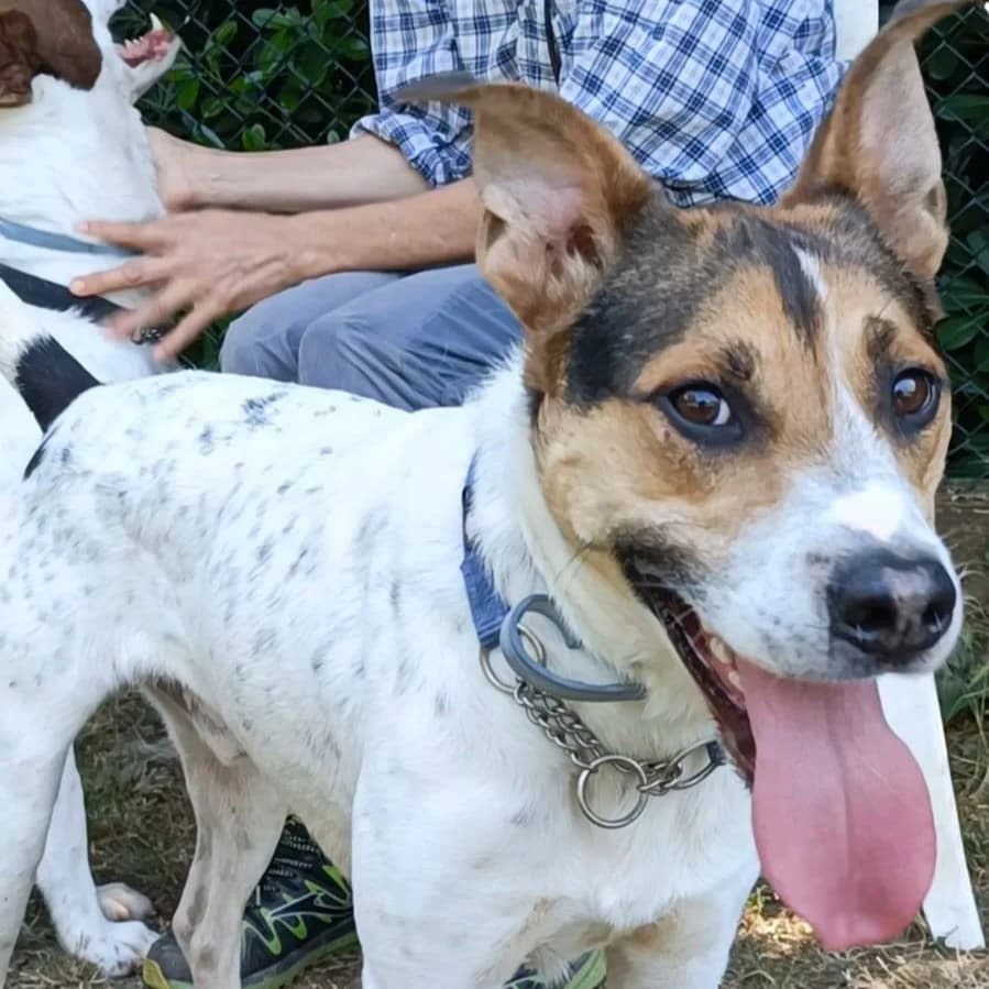 LUPIN, male 3yo mixed breed for adoption at Associazione UNA — Genova, Genova