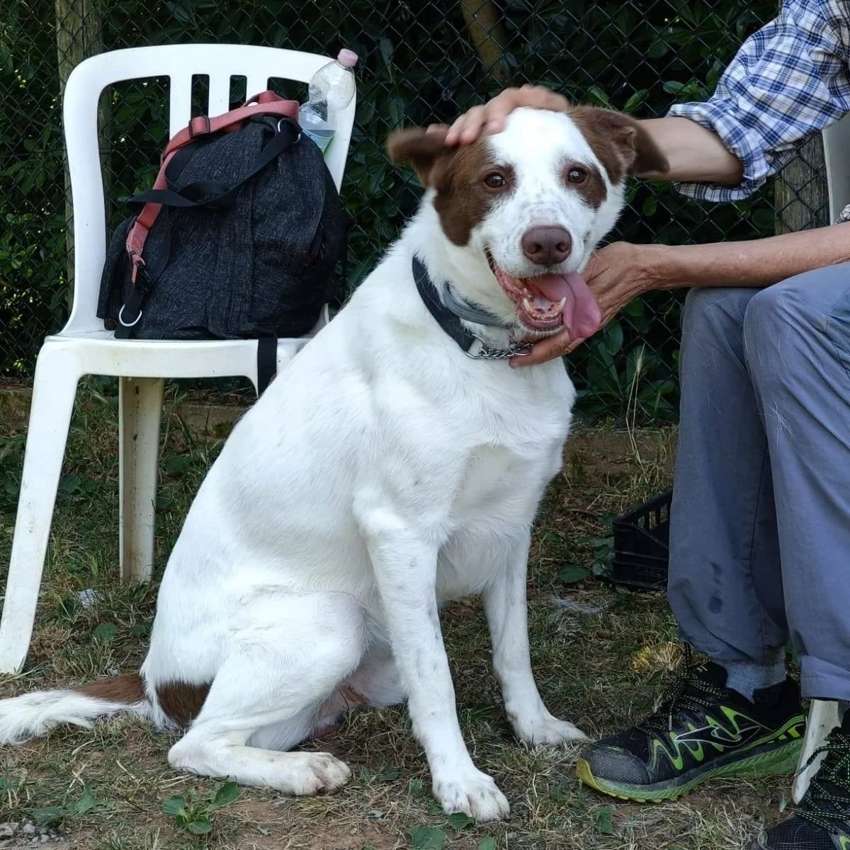 ATHOS, male 6yo mixed breed for adoption at Associazione UNA — Genova, Genova