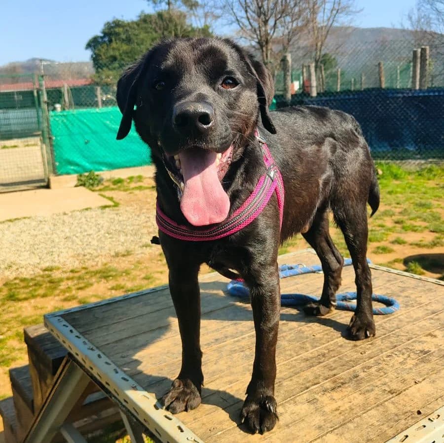 PINO, male 4yo mixed breed for adoption at Associazione UNA — Genova, Genova