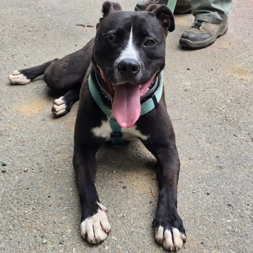 TYSON NERO, male young mixed breed for adoption at Associazione UNA — Genova, Genova