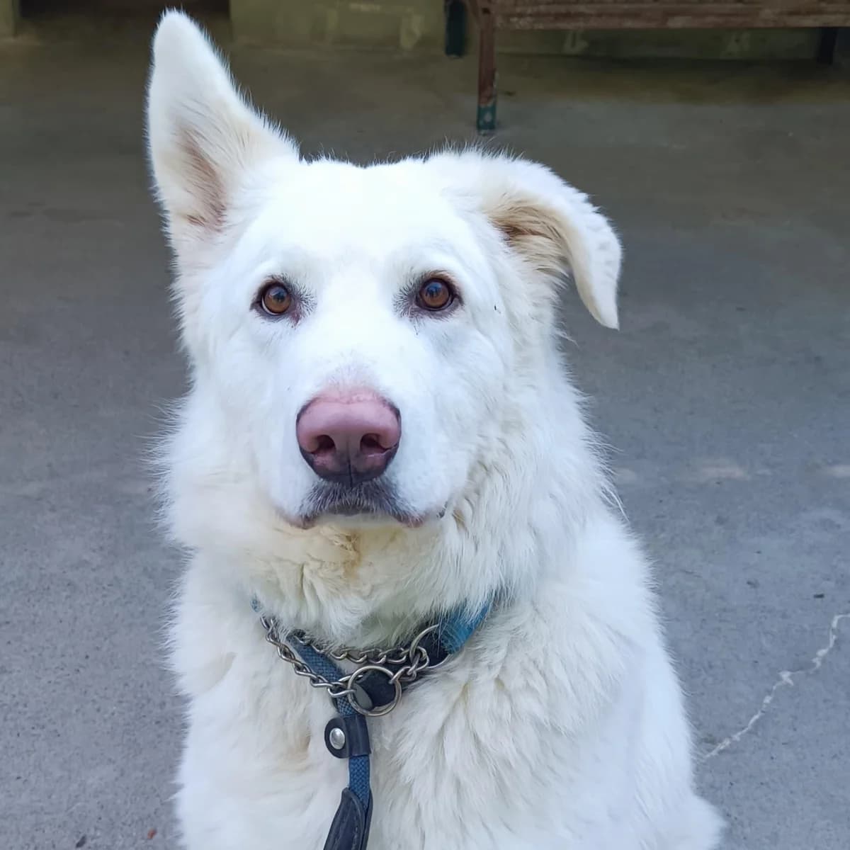 THOR PASTORE, male 4yo mixed breed for adoption at Associazione UNA — Genova, Genova