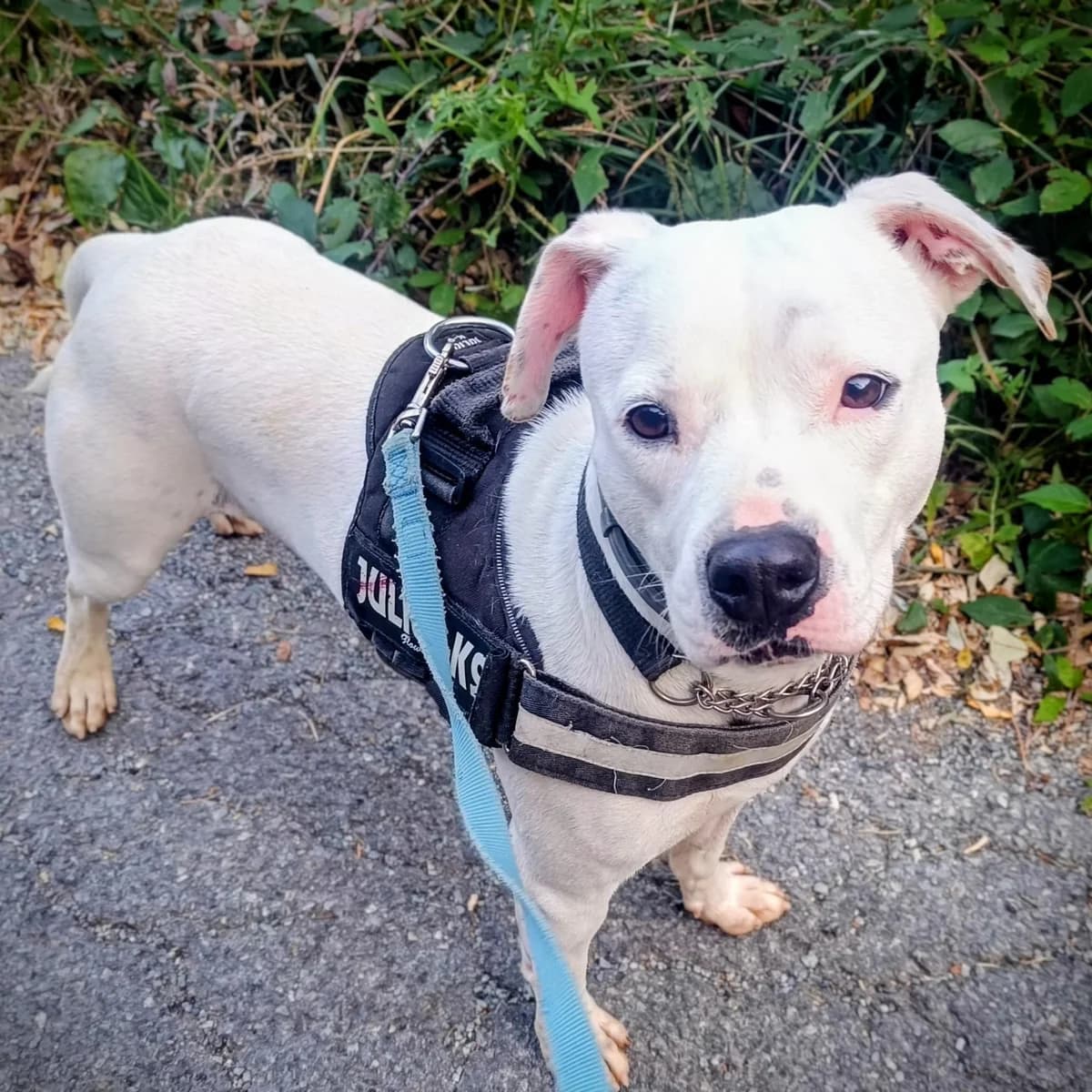 MICHELLE, female 4yo mixed breed for adoption at Associazione UNA — Genova, Genova