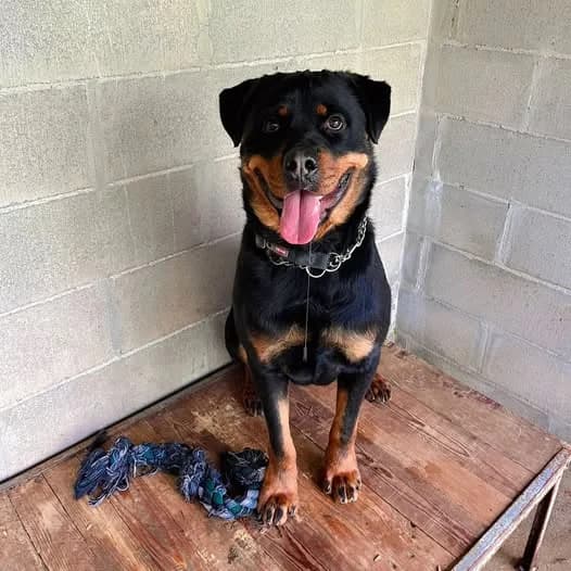 FIDO, male young Rottweiler for adoption at Associazione UNA — Genova, Genova