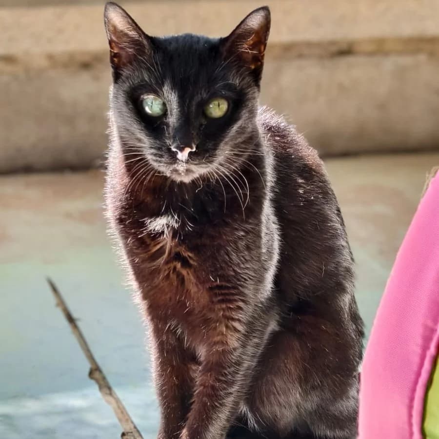 ONICE, female 5yo European Shorthair for adoption at Associazione UNA — Genova, Genova