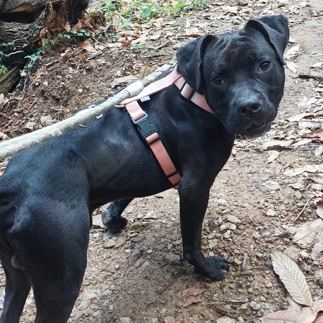YURI, male young Pit Bull Terrier for adoption at Associazione UNA — Genova, Genova