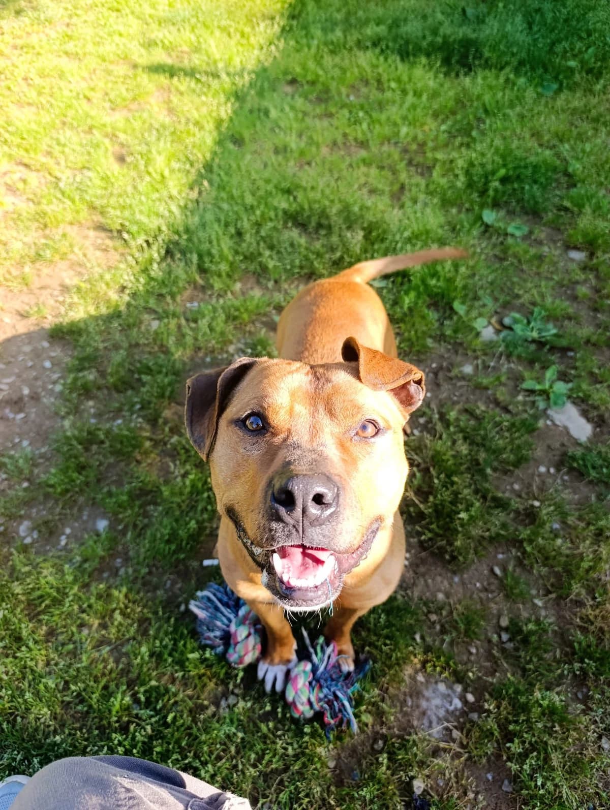 TYSON (HOLY), male 3yo Pit Bull Terrier for adoption at Associazione UNA — Genova, Genova
