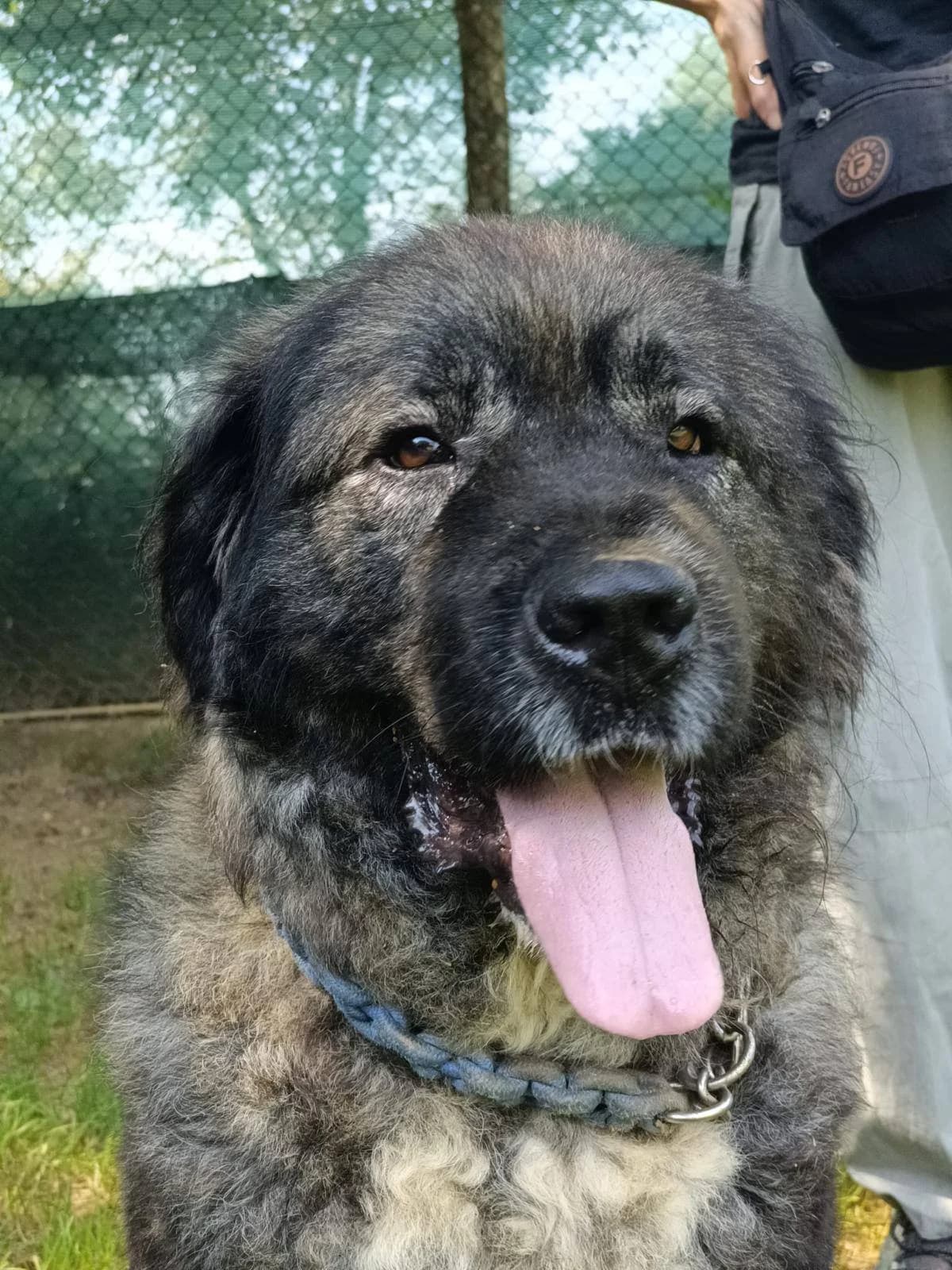 ZAR, male 5yo mixed breed for adoption at Associazione UNA — Genova, Genova