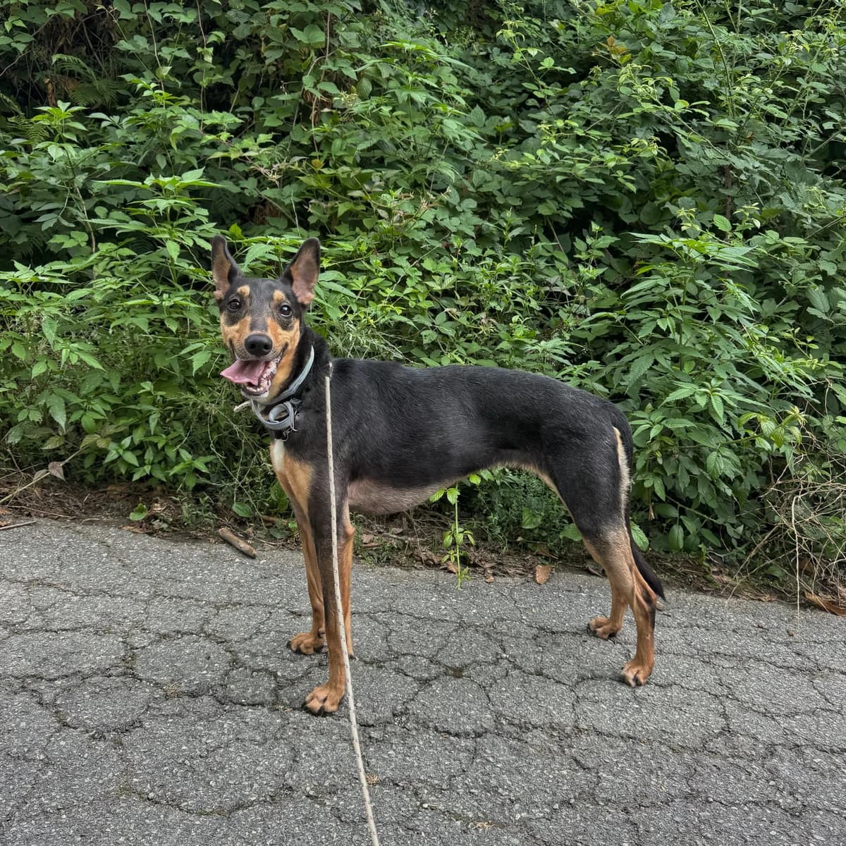 BRIGIDA, female 5yo mixed breed for adoption at Associazione UNA — Genova, Genova