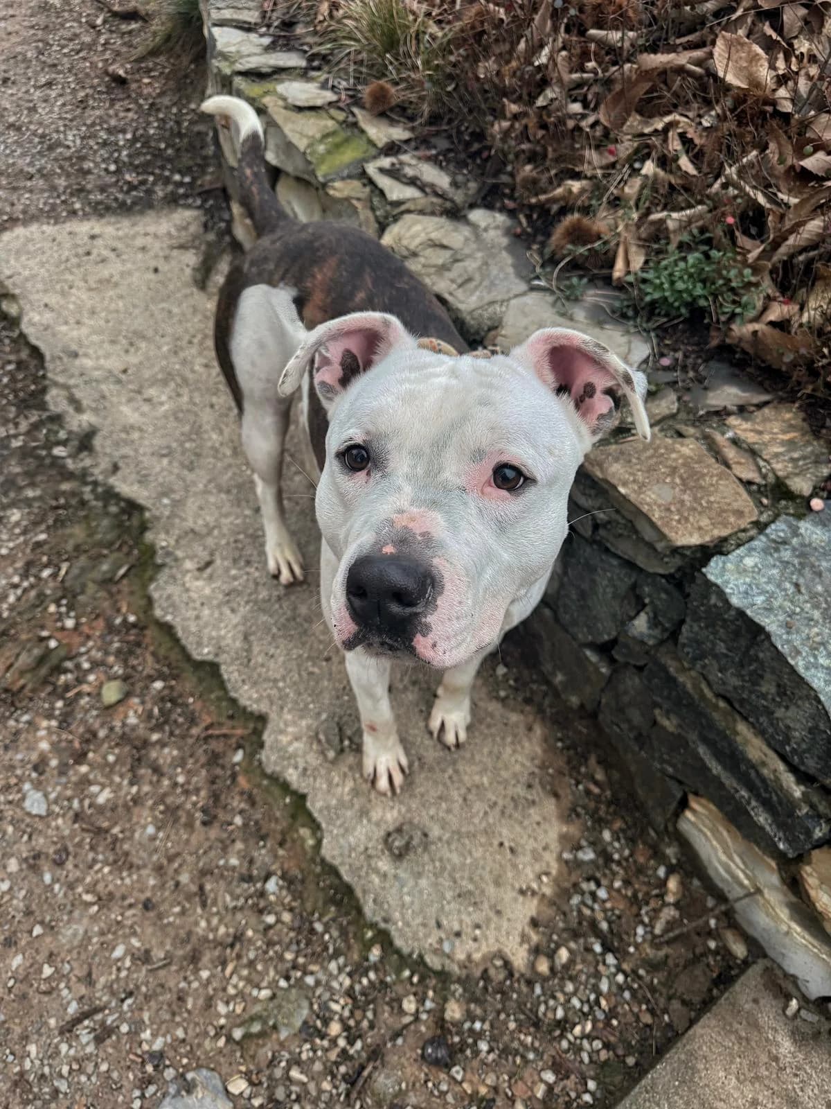 LENNY, male 4yo Pit Bull Terrier for adoption at Associazione UNA — Genova, Genova