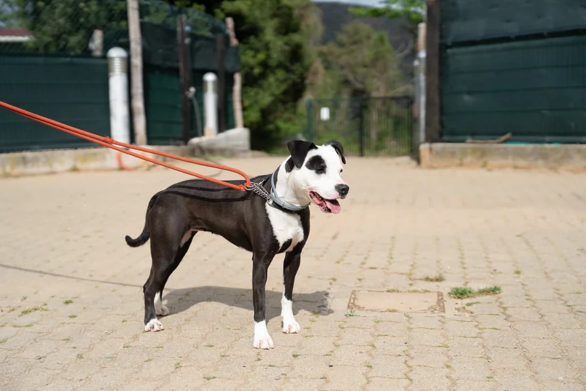 LAIKA, female young mixed breed for adoption at Associazione UNA — Genova, Genova