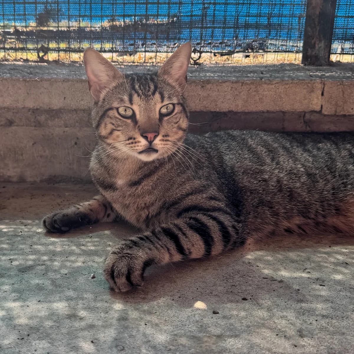 BAMBI, male 5yo European Shorthair for adoption at Associazione UNA — Genova, Genova