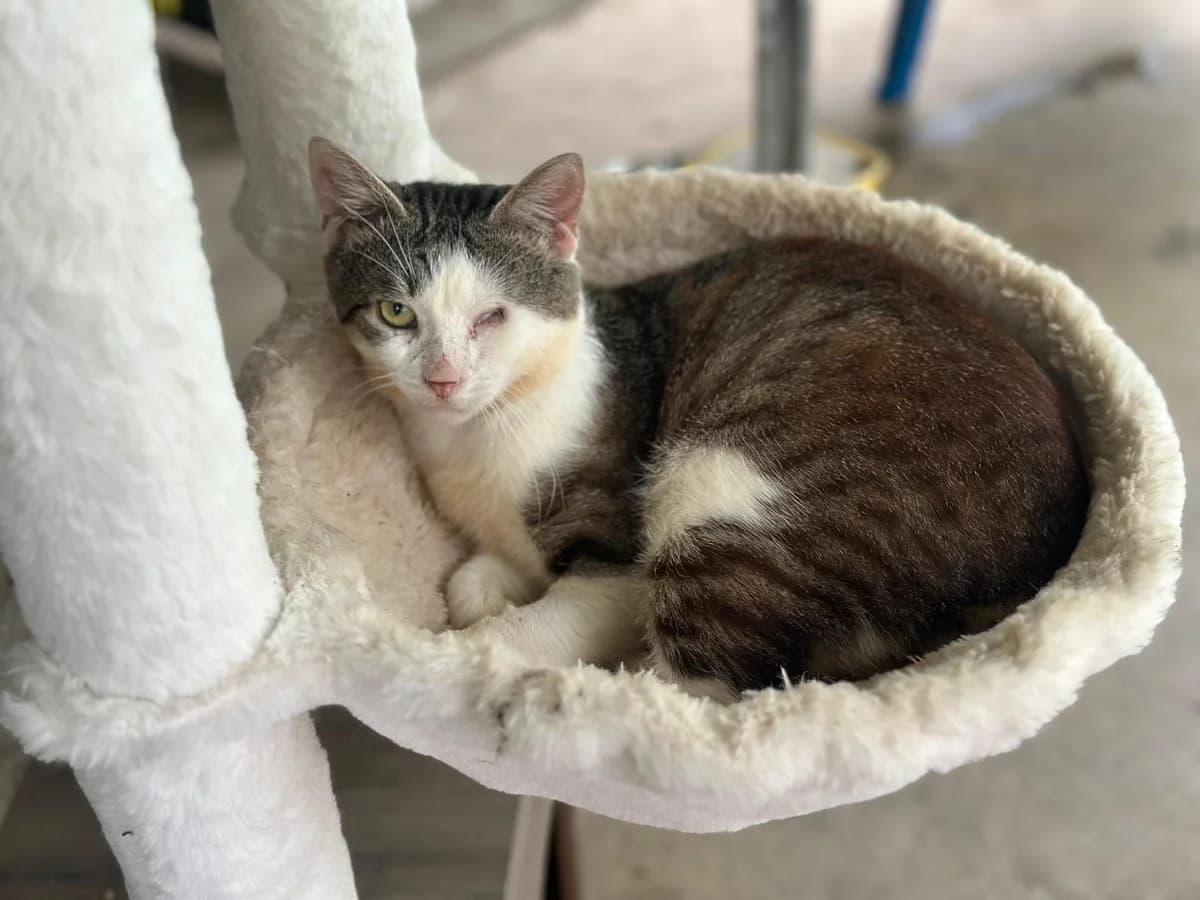 TZE' TZE', male senior European Shorthair for adoption at Associazione UNA — Genova, Genova