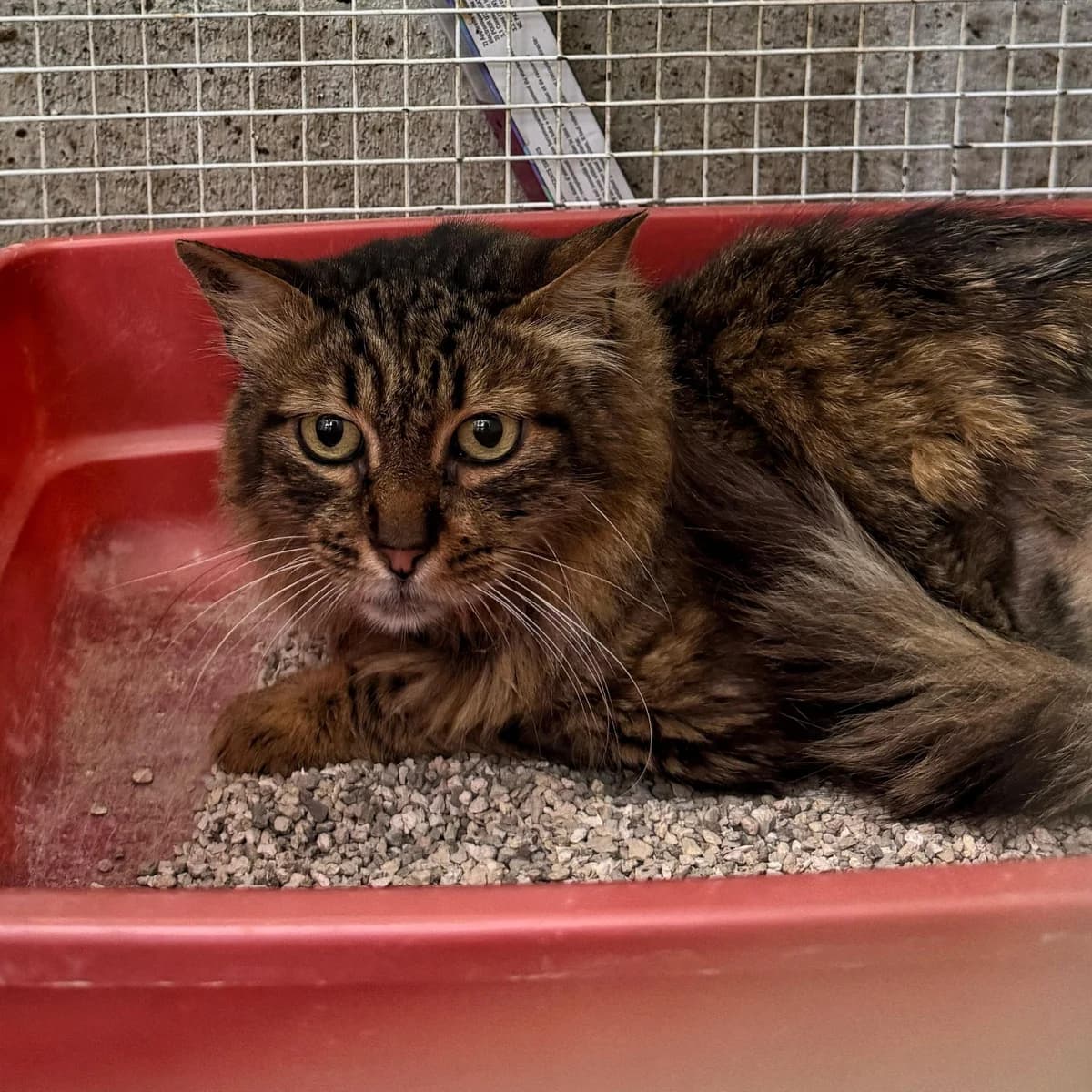 PEACH, male senior European Shorthair for adoption at Associazione UNA — Genova, Genova