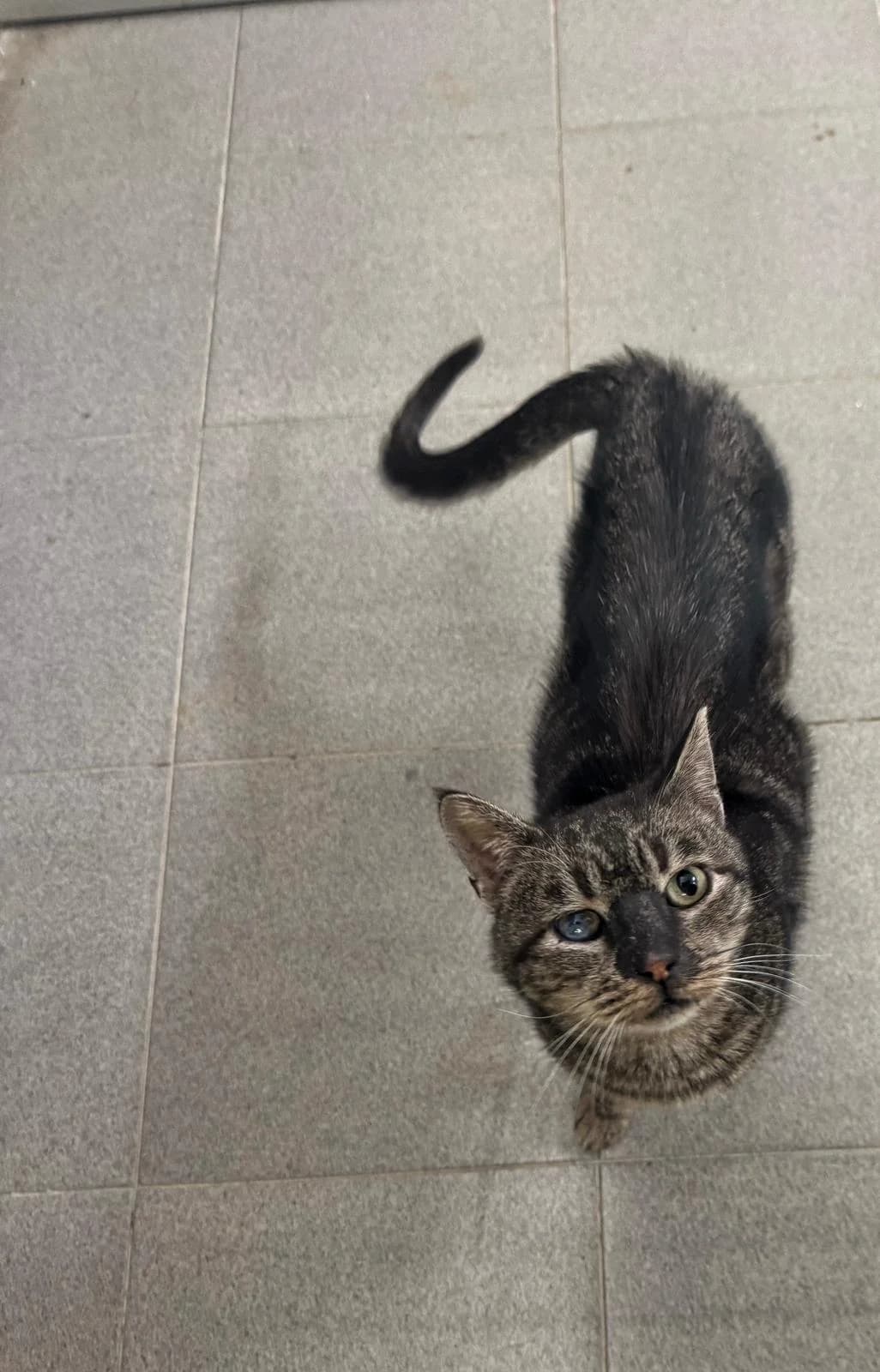 GUERCINO, male senior European Shorthair for adoption at Associazione UNA — Genova, Genova