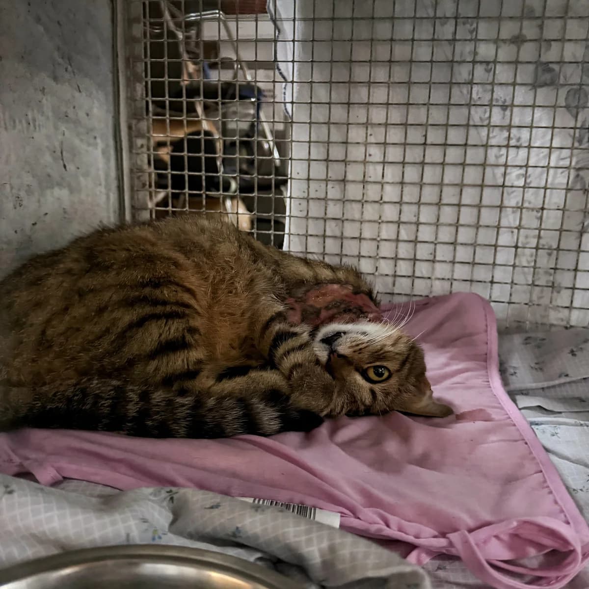 AIR, male senior European Shorthair for adoption at Associazione UNA — Genova, Genova