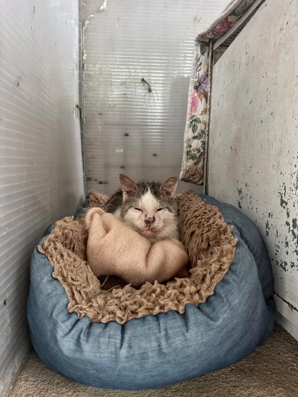 DINO, male senior European Shorthair for adoption at Associazione UNA — Genova, Genova