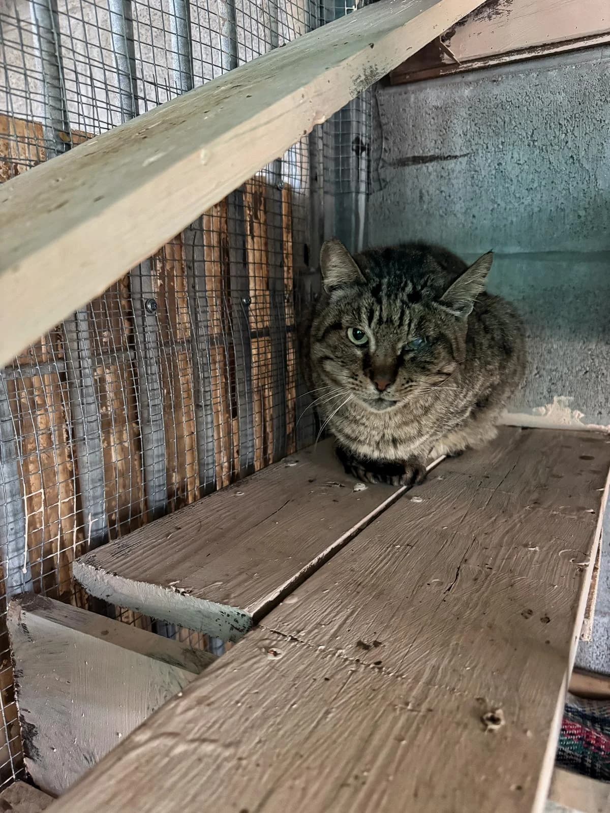 CIOCCOLATA, female senior European Shorthair for adoption at Associazione UNA — Genova, Genova