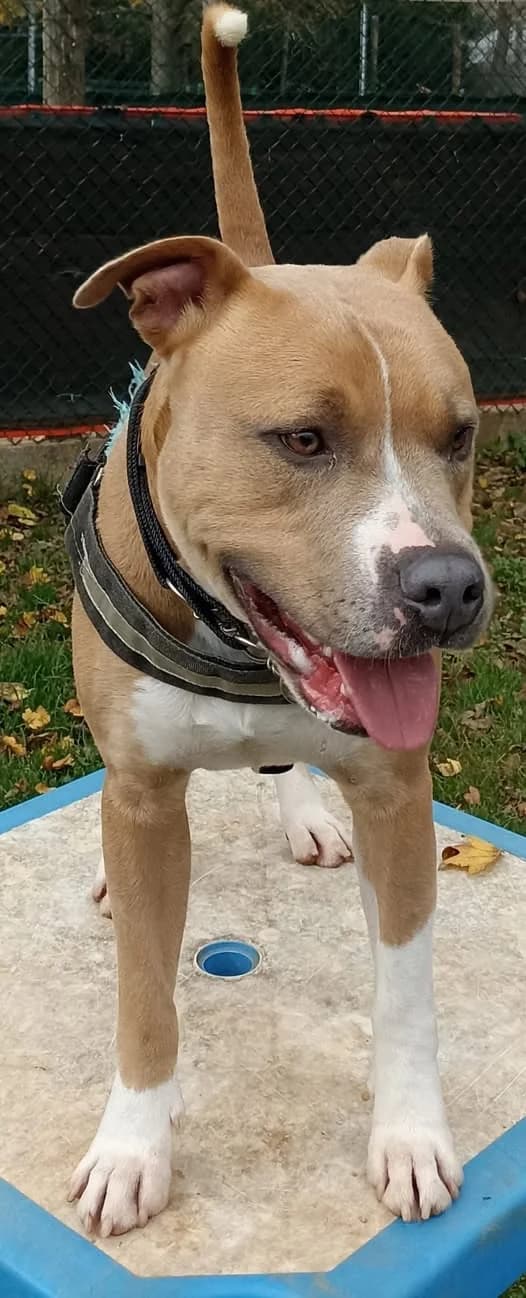 ROBIN, male young Pit Bull Terrier for adoption at Associazione UNA — Genova, Genova