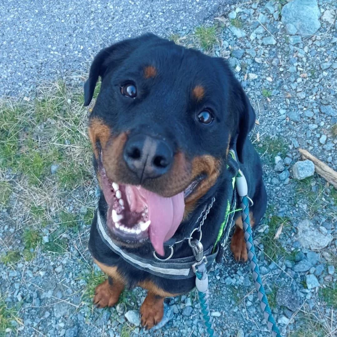 CIRO ROTT, male young Rottweiler for adoption at Associazione UNA — Genova, Genova