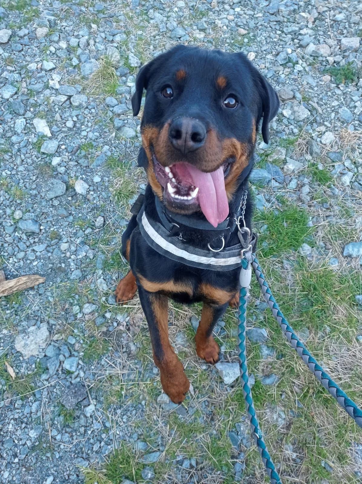 CIRO ROTT, male Rottweiler for adoption at Associazione UNA — Genova, Genova — photo 2 of 2