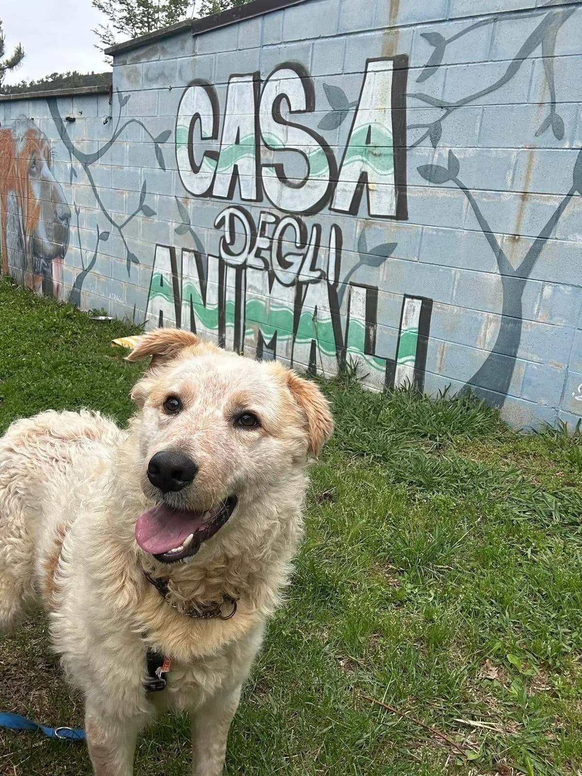 RENE', male young Persian for adoption at Associazione UNA — Genova, Genova